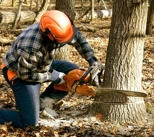 Tree Removal in Clipper Mills, CA